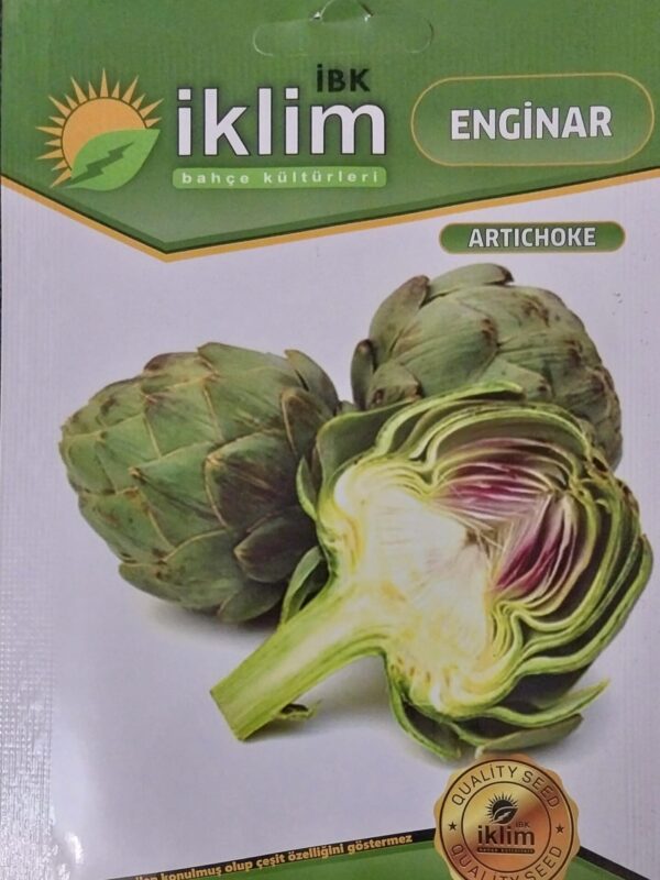 Enginar Tohumu