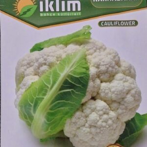 Pazı Tohumu