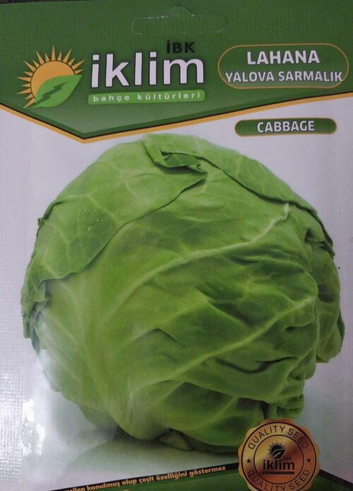 Lahana Yalova Sarmalık Tohumu