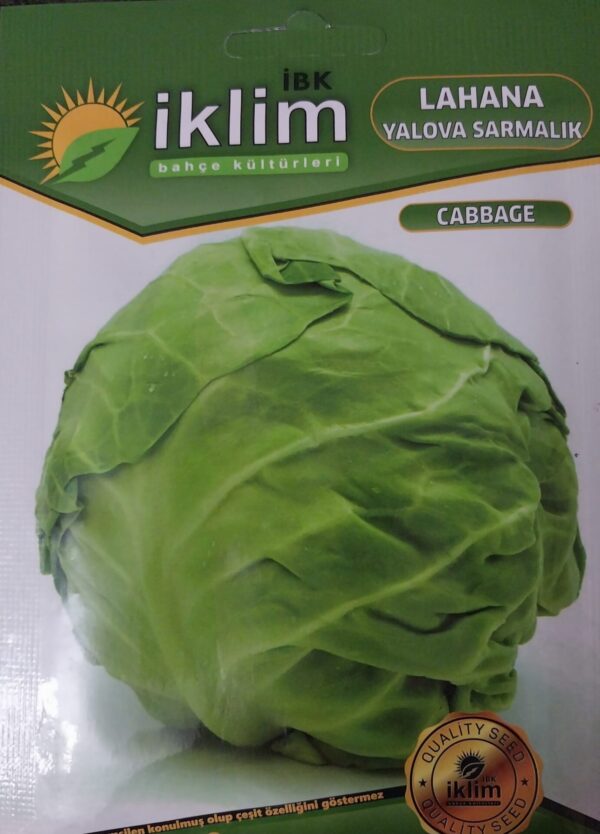 Lahana Yalova Sarmalık Tohumu