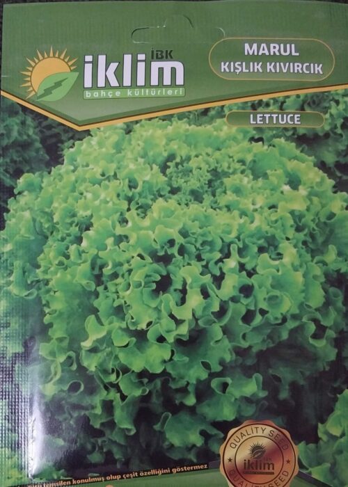 Marul Kışlık Kıvırcık