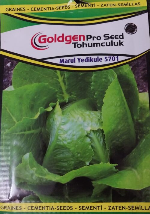 Marul YediKule Tohumu