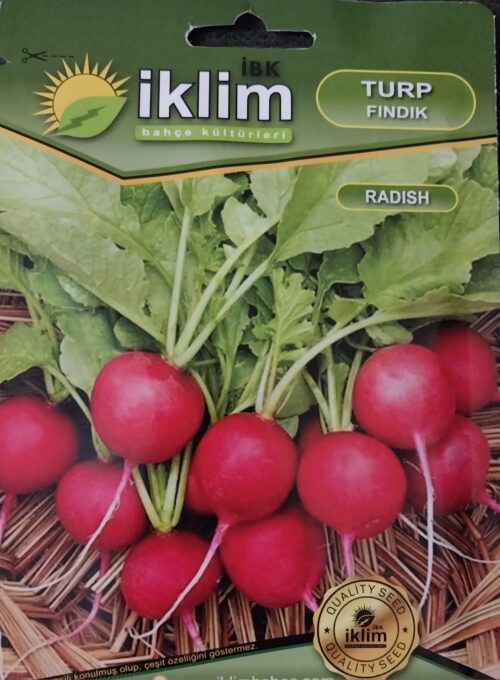 Turp Fındık Tohumu