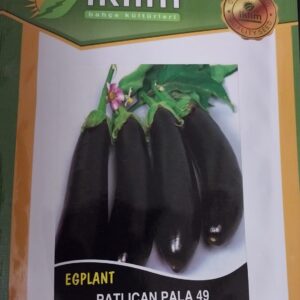 Patlıcan Mor Çizgili Tohumu